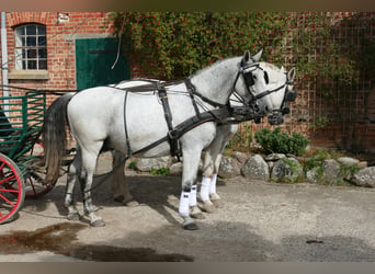 Hongaars sportpaard, Ruin, 9 Jaar, 163 cm, Schimmel