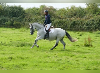 Hongaars sportpaard, Ruin, 9 Jaar, 163 cm, Schimmel