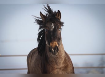 Hongaars sportpaard Mix, Ruin, 9 Jaar, 165 cm, Buckskin