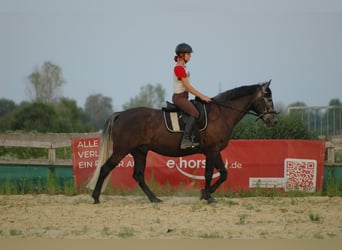 Hongaars sportpaard Mix, Ruin, 9 Jaar, 165 cm, Zwartschimmel