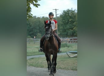 Hongaars sportpaard Mix, Ruin, 9 Jaar, 165 cm, Zwartschimmel