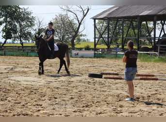 Hongaars sportpaard Mix, Ruin, 9 Jaar, 165 cm, Zwartschimmel