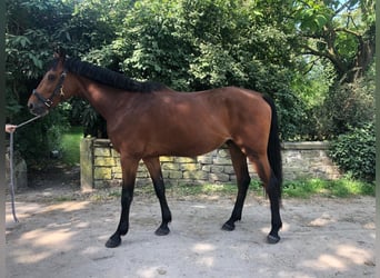 Hongaars sportpaard, Ruin, 9 Jaar, 166 cm, Bruin