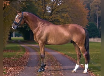 Hongaars sportpaard, Ruin, 9 Jaar, 168 cm, Roodbruin