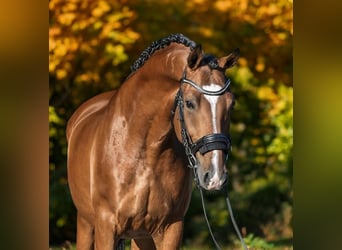 Hongaars sportpaard, Ruin, 9 Jaar, 168 cm, Roodbruin