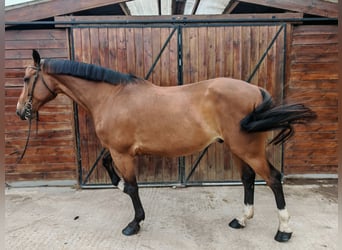 Hongaars sportpaard, Ruin, 9 Jaar, 171 cm, Bruin