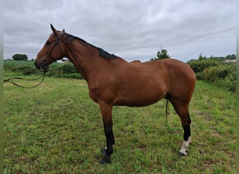 Hongaars sportpaard, Ruin, 9 Jaar, 171 cm, Bruin
