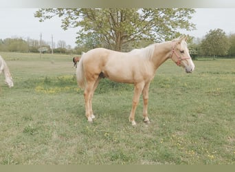 Hongaars sportpaard, Ruin, Veulen (01/2026), 157 cm, Palomino