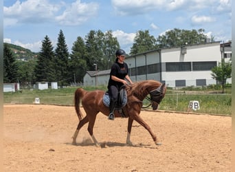 Horse Sharing / Part-Lease Partner Wanted (Vienna Area)