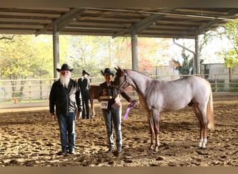 American Quarter Horse, Hengst, 4 Jaar, 156 cm, Roan-Red