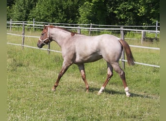 American Quarter Horse, Hengst, 4 Jaar, 156 cm, Roan-Red