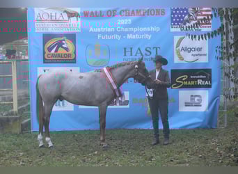 American Quarter Horse, Ogier, 4 lat, 156 cm, Kasztanowatodereszowata