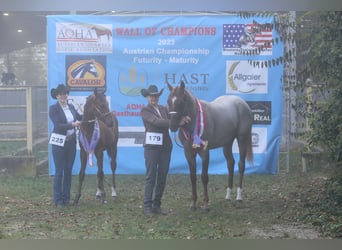 American Quarter Horse, Ogier, 4 lat, 156 cm, Kasztanowatodereszowata