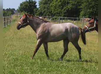 Caballo cuarto de milla, Semental, 4 años, 156 cm, Ruano alazán