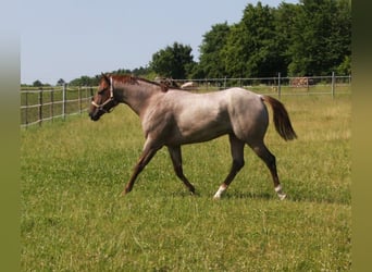 Caballo cuarto de milla, Semental, 4 años, 156 cm, Ruano alazán