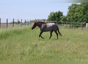 Quarter horse américain, Étalon, 4 Ans, 156 cm, Rouan Rouge
