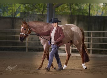Quarter horse américain, Étalon, 4 Ans, 156 cm, Rouan Rouge