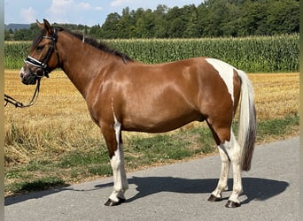 Huçul / Hucul / Huzul, Castrone, 3 Anni, 143 cm, Pezzato