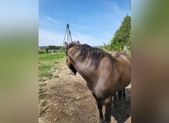 Huçul / Hucul / Huzul, Castrone, 4 Anni, 168 cm, Pelle di daino