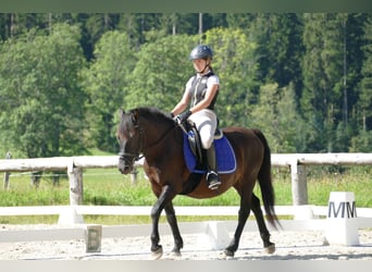 Huçul / Hucul / Huzul, Castrone, 7 Anni, 146 cm, Morello