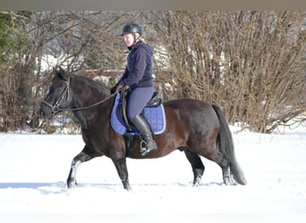 Huçul / Hucul / Huzul, Castrone, 8 Anni, 143 cm, Falbo
