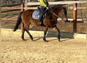 Huçul / Hucul / Huzul, Giumenta, 10 Anni, 143 cm, Baio