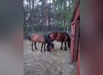 Huçul / Hucul / Huzul, Giumenta, 3 Anni, 140 cm, Baio chiaro