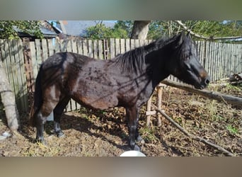 Huçul / Hucul / Huzul Mix, Giumenta, 4 Anni, 123 cm, Baio nero