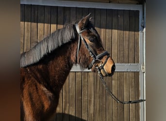 Huçul / Hucul / Huzul, Giumenta, 4 Anni, 146 cm, Baio