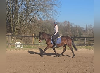 Huçul / Hucul / Huzul, Giumenta, 4 Anni, 146 cm, Baio