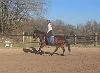 Huçul / Hucul / Huzul, Giumenta, 4 Anni, 146 cm, Baio