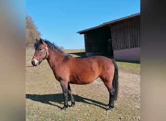 Huçul / Hucul / Huzul, Giumenta, 5 Anni, 130 cm, Baio