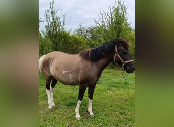 Huçul / Hucul / Huzul, Giumenta, 5 Anni, 137 cm, Tobiano-tutti i colori