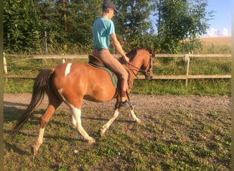 Huçul / Hucul / Huzul, Giumenta, 5 Anni, 140 cm, Pezzato