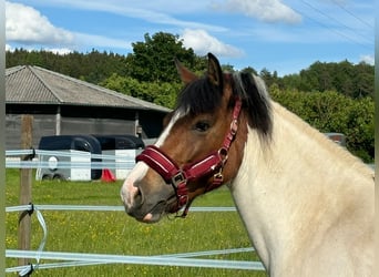 Huçul / Hucul / Huzul, Giumenta, 7 Anni, 135 cm, Pezzato