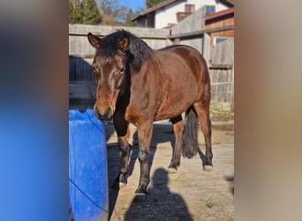 Huçul / Hucul / Huzul, Giumenta, 7 Anni, 145 cm, Baio scuro