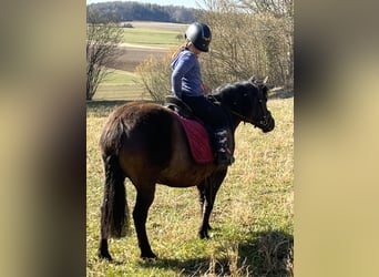 Huçul / Hucul / Huzul, Giumenta, 8 Anni, 136 cm, Grullo