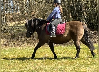 Huçul / Hucul / Huzul, Giumenta, 8 Anni, 136 cm, Grullo