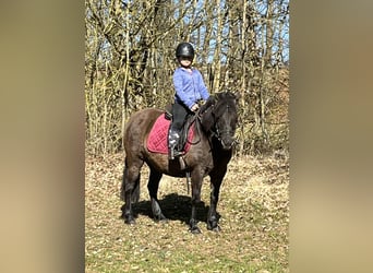Huçul / Hucul / Huzul, Giumenta, 8 Anni, 136 cm, Grullo
