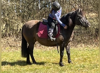 Huçul / Hucul / Huzul, Giumenta, 8 Anni, 136 cm, Grullo