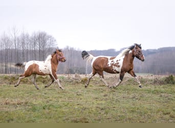 Huçul / Hucul / Huzul, Giumenta, 9 Anni, 138 cm, Tobiano-tutti i colori