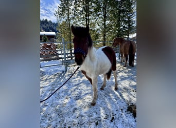 Huçul Croisé, Étalon, 2 Ans, 134 cm, Pinto