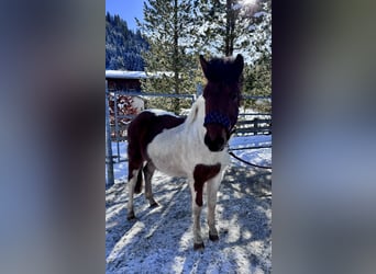 Huçul Croisé, Étalon, 2 Ans, 134 cm, Pinto