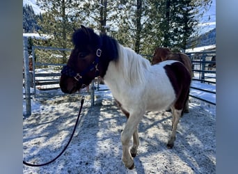 Huçul Croisé, Étalon, 2 Ans, 134 cm, Pinto
