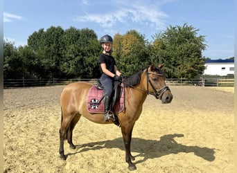 Huçul, Étalon, 3 Ans, 138 cm, Bai