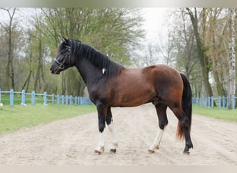 Huçul, Étalon, 3 Ans, 145 cm, Tobiano-toutes couleurs