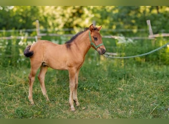 Huçul, Étalon, Poulain (05/2024), Bai cerise