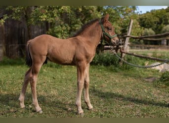 Huçul, Étalon, Poulain (06/2024), Bai cerise