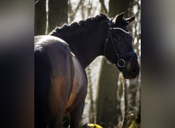 Hucul, Gelding, 10 years, 14.1 hh, Black
