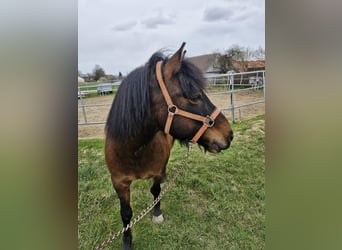 Hucul, Gelding, 10 years, 14.1 hh, Brown